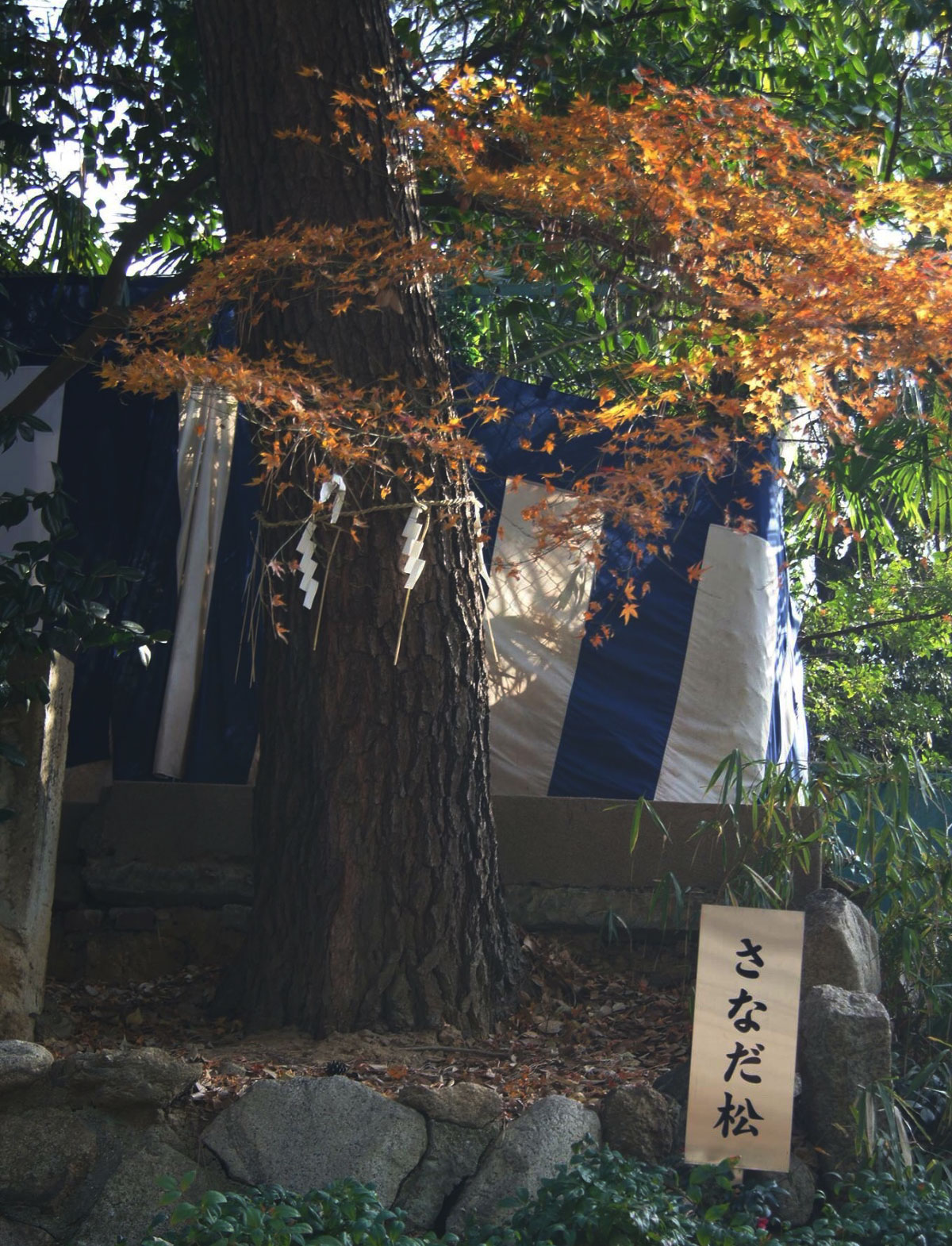 安居神社の2代目さなだ松。幸村公の戦死した場所